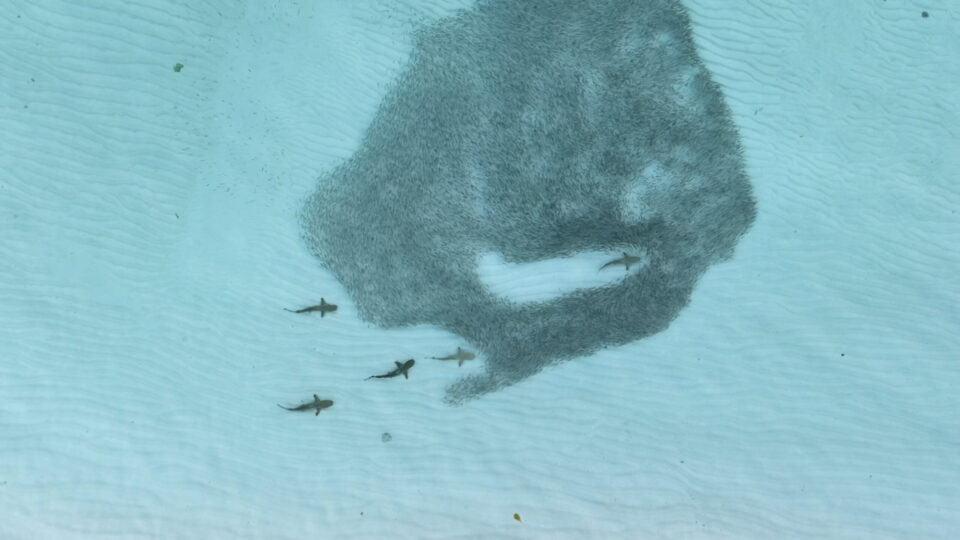 Pressebild_Fischschwarm bei den Malediven (1) © Angela Albi, CASAB, Universität Konstanz