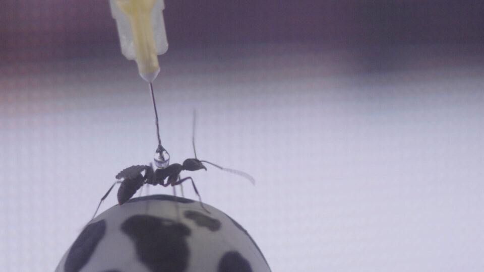 Pressebilder_Ameise im virtuellen Setting des CASAB in Konstanz (1) ©LOOKS Vienna